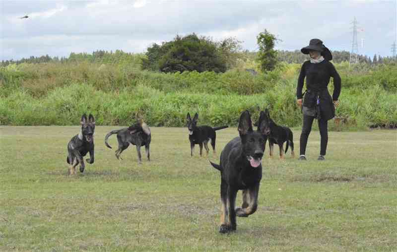 人吉警察犬訓練所で5月に生まれたシェパードの子犬たち。河川敷を元気に走り回っていた＝19日、相良村