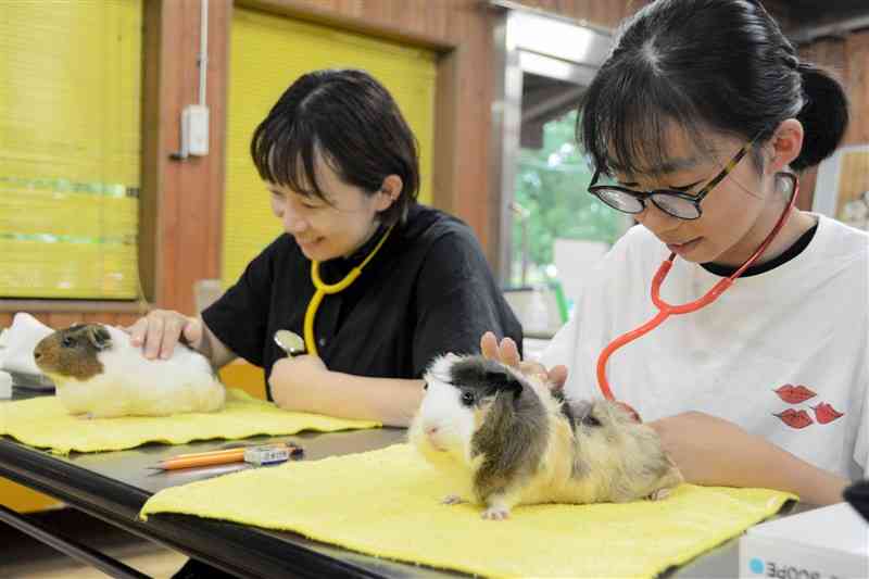 聴診器を使ってモルモットの心音を聴く親子＝22日、熊本市東区