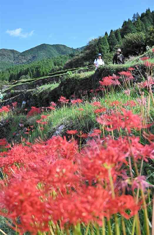 深紅のヒガンバナが見頃を迎えている番所地区の棚田＝23日、山鹿市