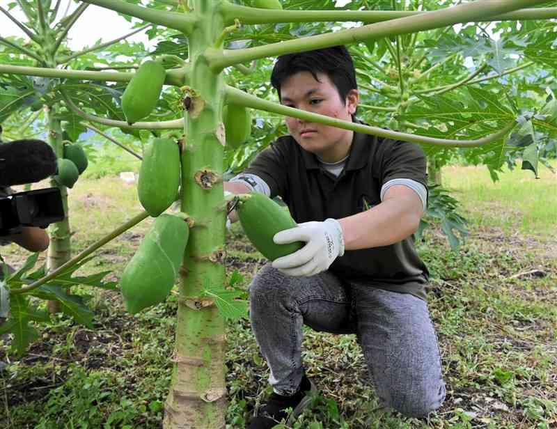 耕作放棄地で栽培した青パパイアを収穫する熊本県立大の学生＝28日、水上村