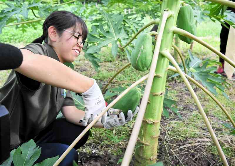 耕作放棄地で栽培した青パパイアを収穫する熊本県立大の学生＝28日、水上村