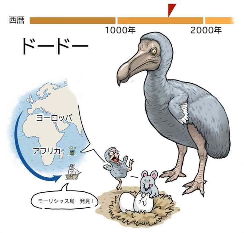 「のろまな鳥」に現れた敵　100年足らずで姿消す＜絶滅動物とヒトとの物語＞