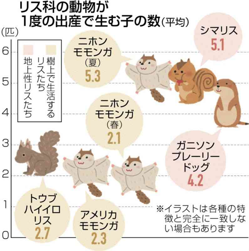 ニホンモモンガ、出産に季節差　春2匹、夏は5匹「進化の謎解く鍵に」　森林総研（熊本市）の鈴木さん、研究論文発表