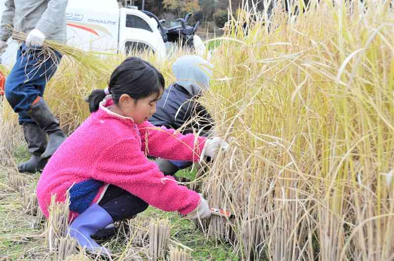 ホテル日航熊本主催の食育イベントで、慣れない手つきで稲を刈り取る参加者＝昨年11月、山都町