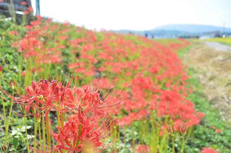 木山川の堤防沿いに咲くヒガンバナ＝1日、益城町