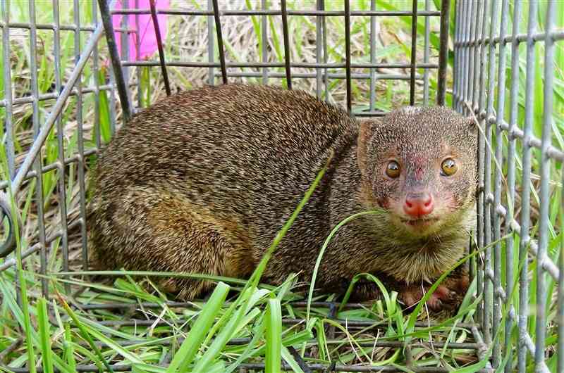 鹿児島県・奄美大島で捕獲されたマングース（環境省奄美野生生物保護センター提供）