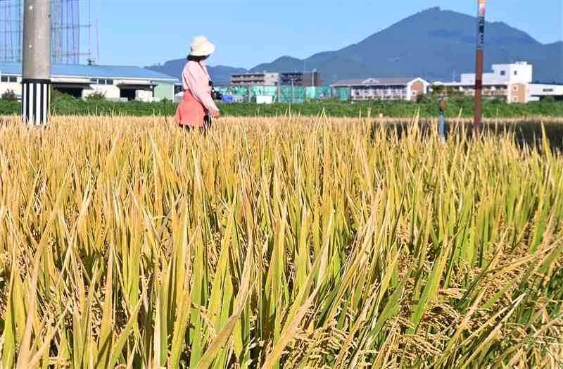 収穫を控えた田んぼ。長袖姿で散歩する人が目立った＝10日午前8時ごろ、熊本市南区（谷川剛）