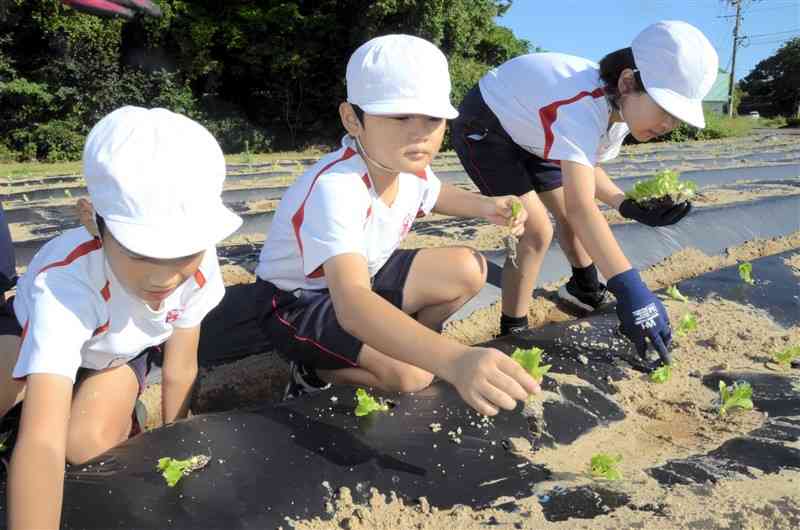 レタスの苗を植え付ける児童たち＝10日、天草市