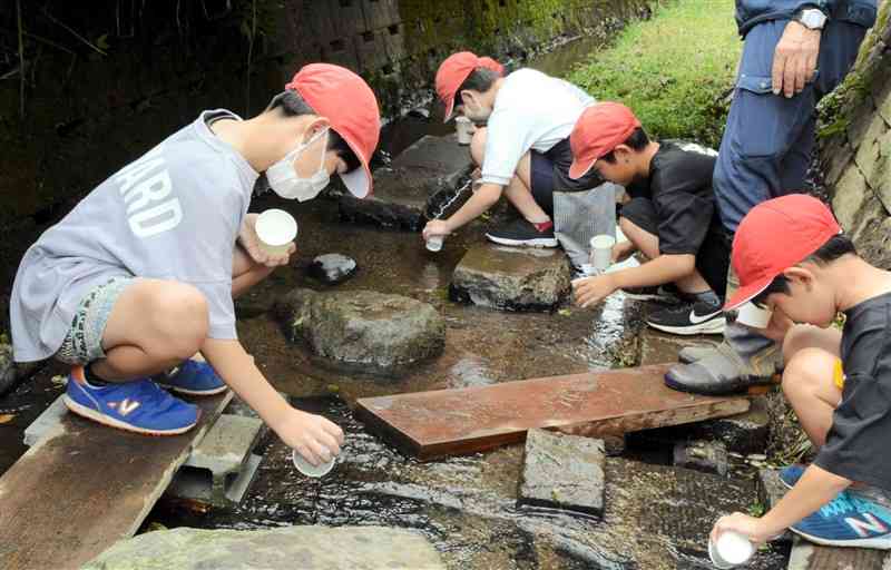 ホタルの幼虫を川へ放流する合志小の児童＝8日、合志市