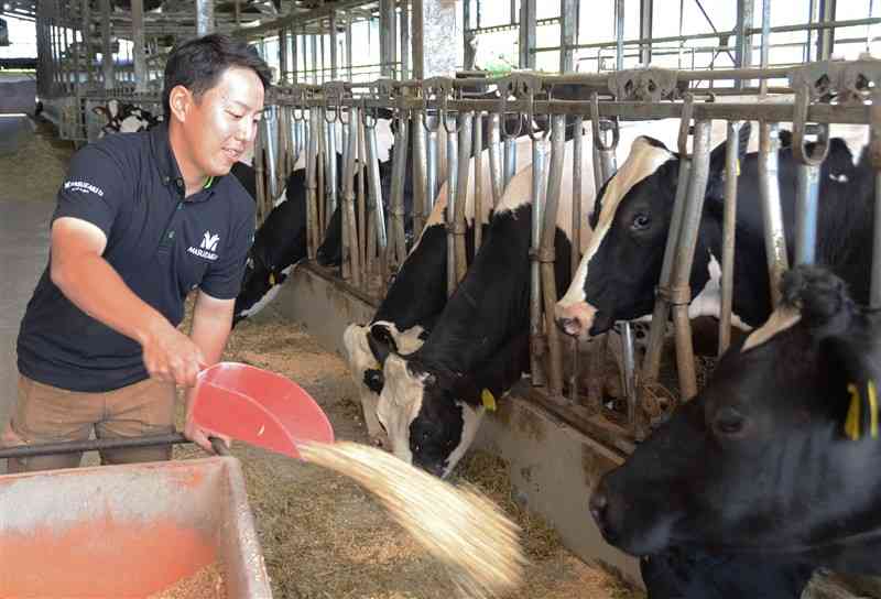 牛に餌を与える益崎さん。家族を中心に、約400頭を飼育している＝9日、菊池市