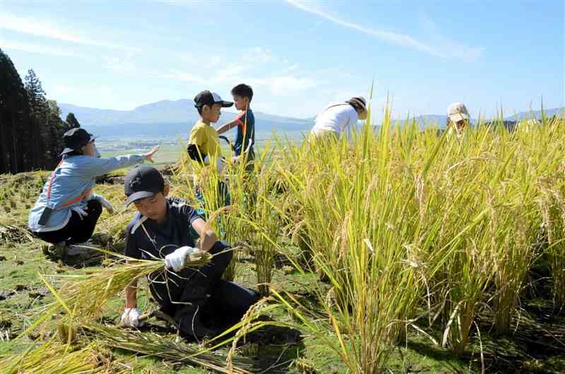 「阿蘇水掛の棚田」で稲刈りに汗を流す親子連れ＝12日、阿蘇市