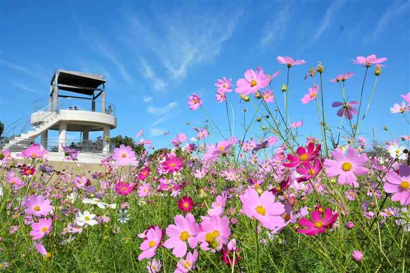 約2万本のコスモスが見頃を迎えた中尾山公園＝13日、水俣市