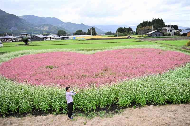 高森湧水トンネル公園の駐車場西側にお目見えしたハート形の花畑＝15日、高森町