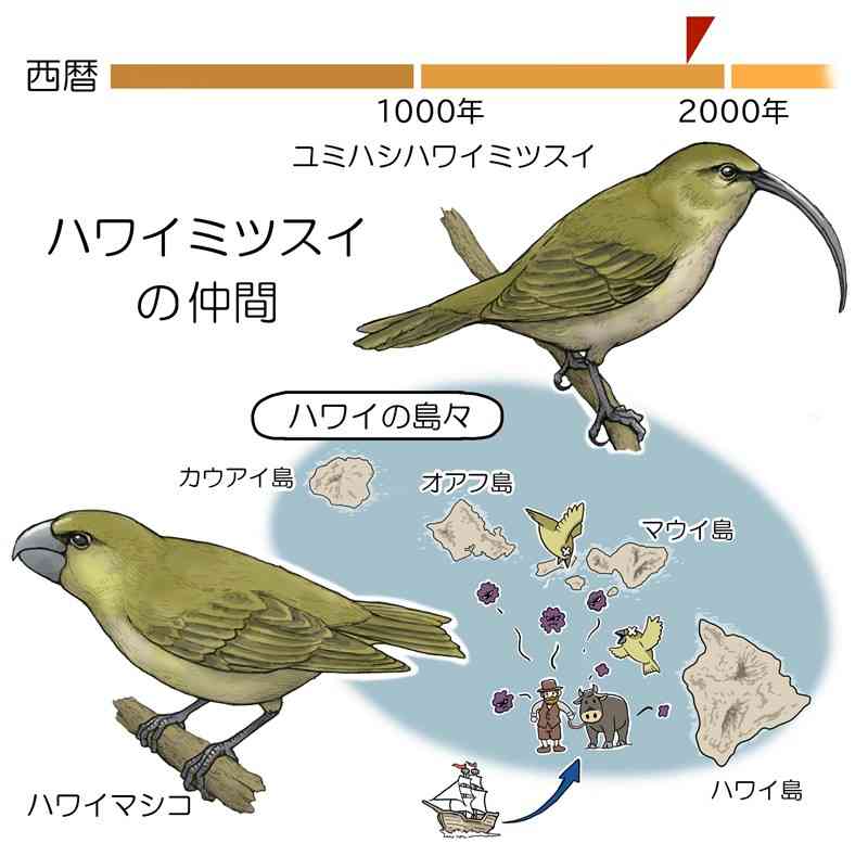 鳥の楽園に「見えない敵」 10種類以上が消える　＜絶滅動物とヒトとの物語＞