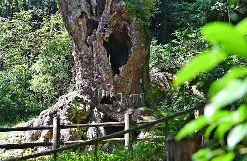 武雄神社の裏手にある大楠。樹齢3000年とされ、根回りは26メートルもある＝佐賀県武雄市（石本智）