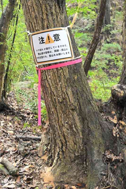 ナラ枯れが進行し、枝の落下や倒壊の可能性が高まっている広葉樹＝1日、荒尾市