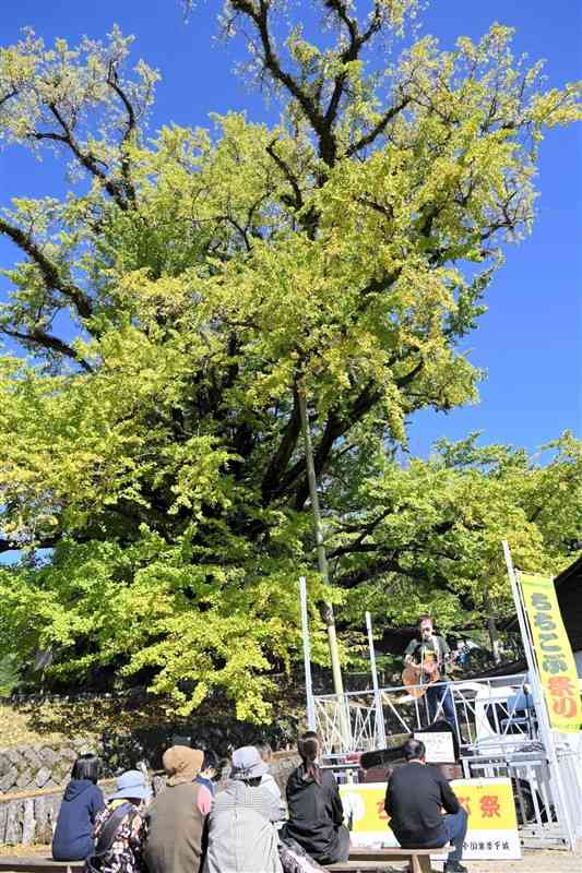 ちちこぶ祭りの会場の大イチョウの前で進藤久明さんのライブを楽しむ来場者＝3日、小国町