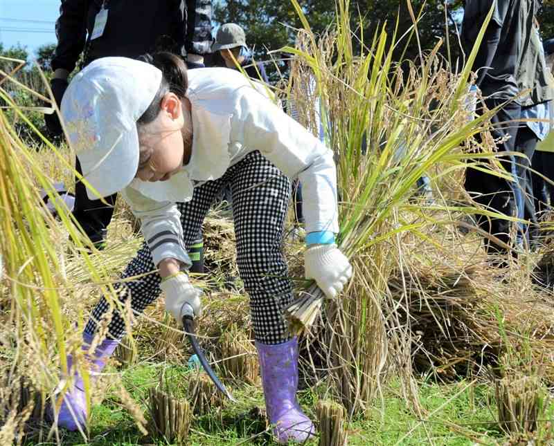 鎌を使って稲刈りをするくまTOMOサポーター＝11月4日、山都町