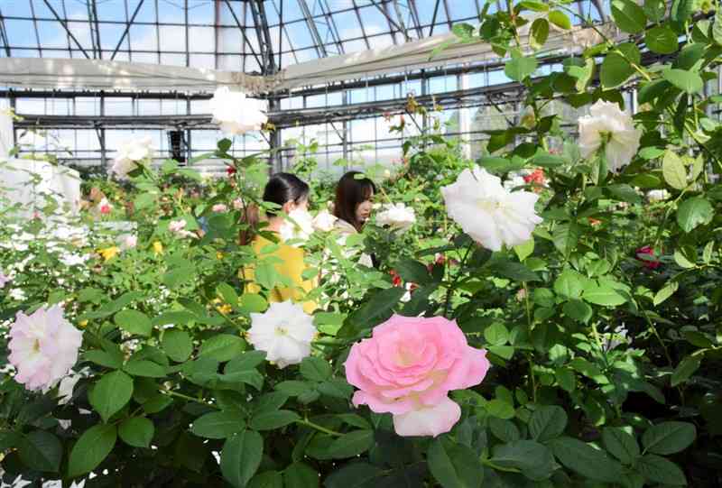 「ASO　MILK　FACTORY」のドームで見ごろを迎えたバラの花＝6日、阿蘇市