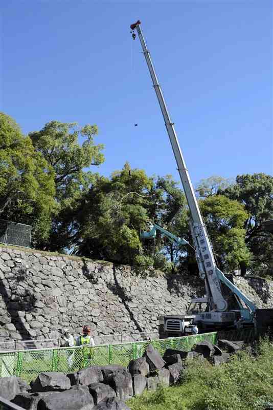 第一高南側の石垣に生えた樹木を撤去する作業員＝7日、熊本市中央区