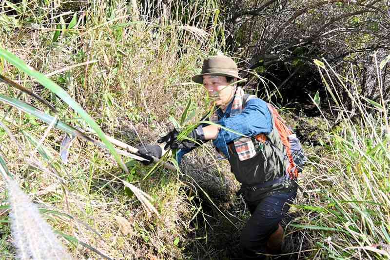 根子岳の登山道で、草を刈る後藤秀徳さん＝5日、高森町