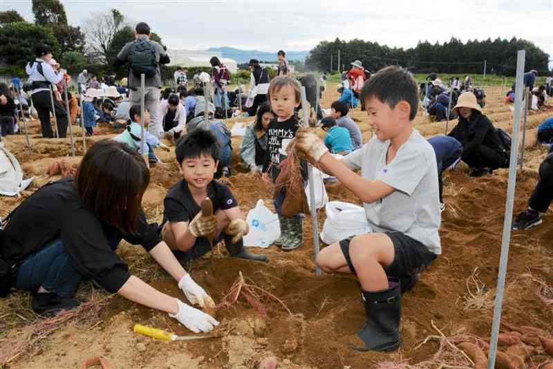 芋掘りを楽しむ家族連れ＝10日、大津町