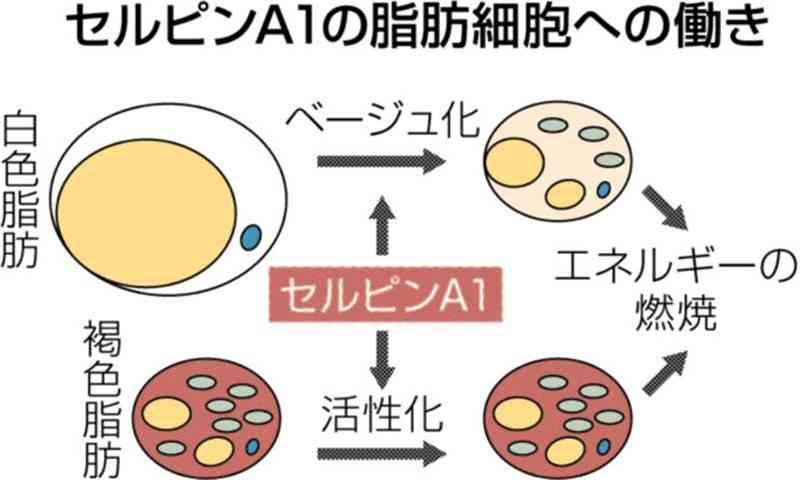 肝臓で作られるタンパク質「セルピンA1」、エネルギーを消費する「褐色脂肪細胞」を活性化　熊本大の阪口助教らの研究グループ発見