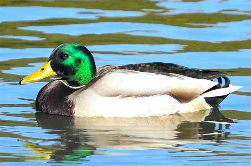 頭から首までが鮮やかな緑色のマガモのオス