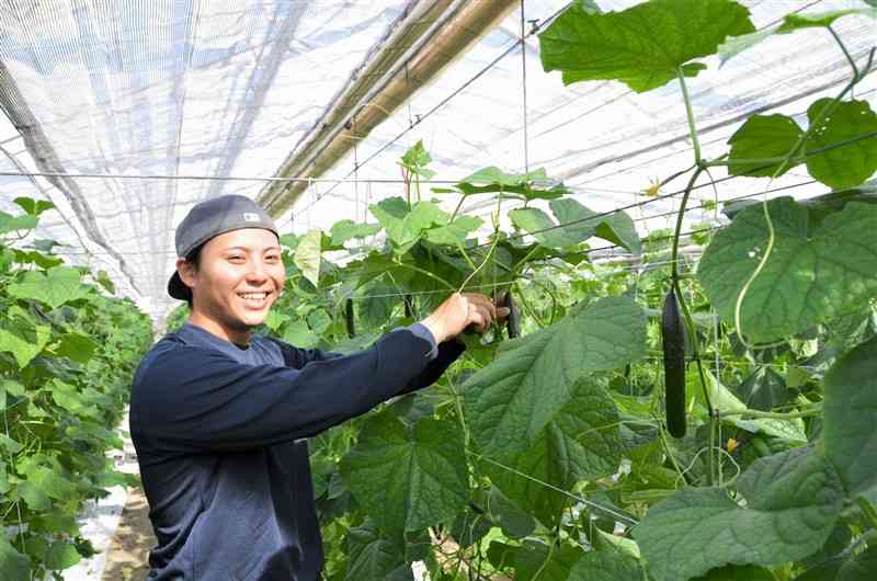 「みずみずしいキュウリを作りたい」と話す芥川昂哉さん＝宇土市