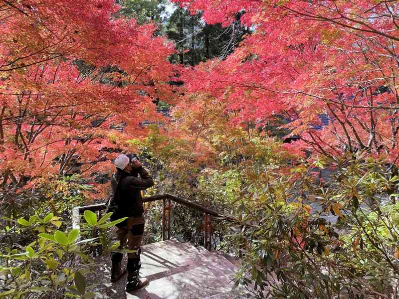 「五家荘平家の里」で紅葉の写真を撮る観光客＝14日、八代市