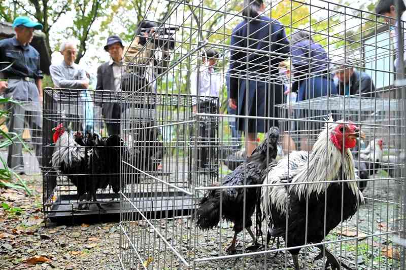 里帰り交換会に集まった久連子鶏＝15日、八代市