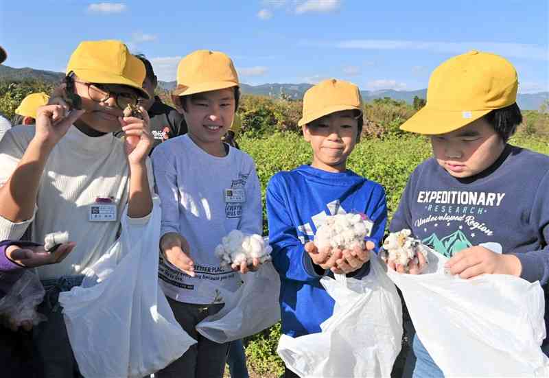 収穫した綿を手にする須恵小の児童＝18日、あさぎり町