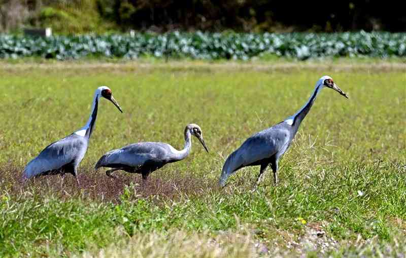 横島干拓に飛来したマナヅルの親子。左右の2羽が成鳥、中央が幼鳥＝19日正午過ぎ、玉名市