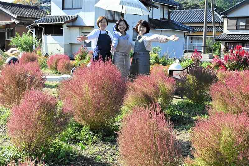 赤く色づいたコキア＝19日、上天草市