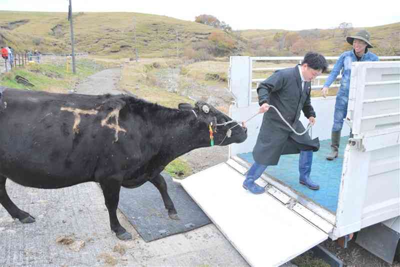 牛舎に戻るためトラックに母牛を乗せる肉用牛繁殖農家ら＝21日、阿蘇市