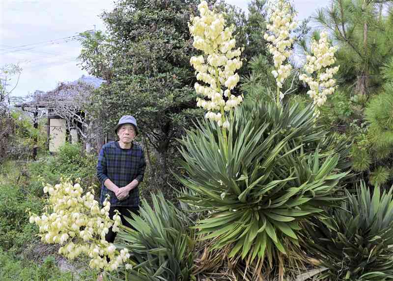 白い花を咲かせる丸尾良一さん方のリュウゼツラン科のユッカ＝20日、荒尾市