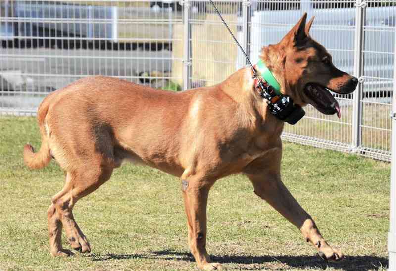 高性能無線機の実証実験で、試作機を装着した猟犬＝25日、熊本市南区