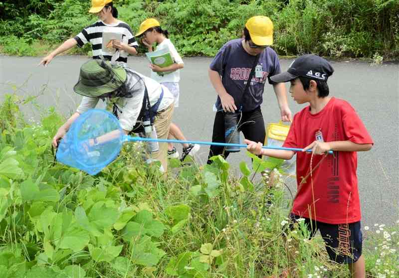 学校近くの草むらで植物や昆虫の調査をする児童＝7月、西原村