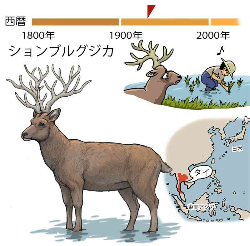 立派な角を持ったシカ　安全なすみかが田んぼに　＜絶滅動物とヒトとの物語＞