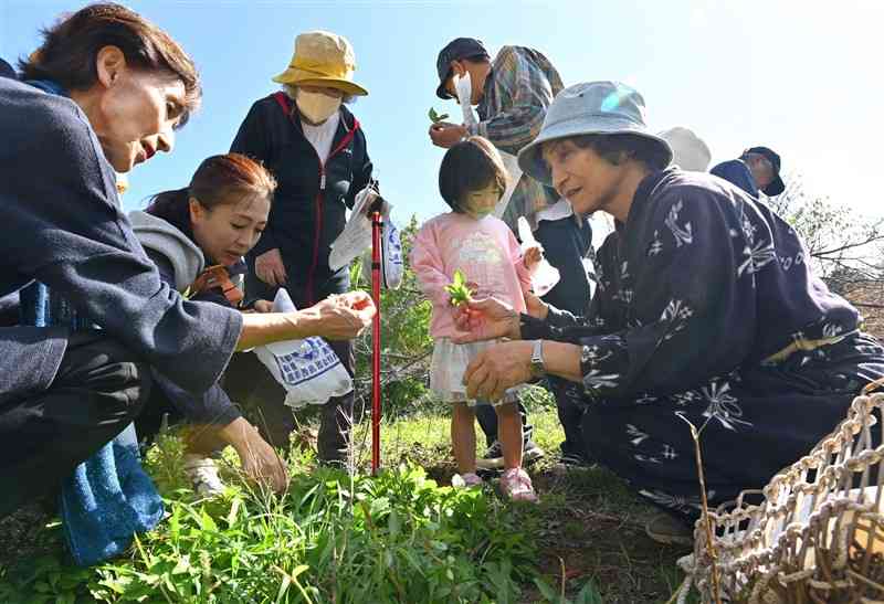 「めいどサロンたなそこ吉野屋」代表の木崎眞美子さん（右）の説明を聞きながら、野草を摘む体験ツアーの参加者たち＝天草市（小野宏明）