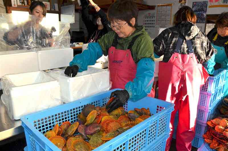 ヒオウギガイの出荷作業をする従業員＝2日、苓北町