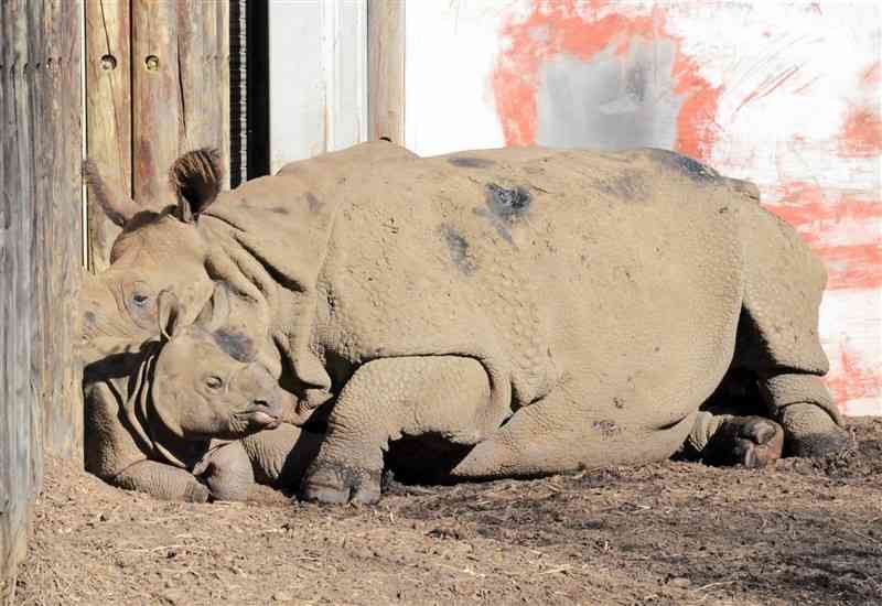 インドサイの赤ちゃん「デコポン」（左）と母親の「ゴポン」＝3日、東京都日野市