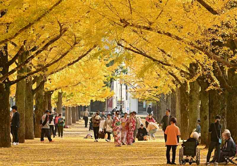 黄色く色付いた熊本県庁プロムナードのイチョウ並木＝3日午後、熊本市中央区