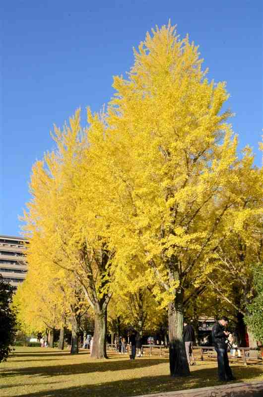 約9割が黄色く染まった県庁プロムナードのイチョウ＝11月30日、熊本市中央区