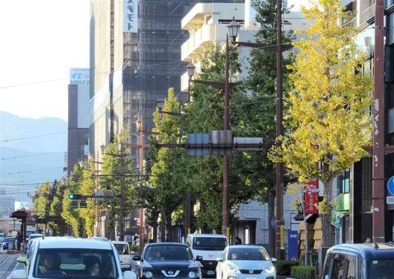 電車通りの街路樹として並ぶイチョウ。水前寺公園電停付近では、右手前の木を除くと、緑の葉が目立つ＝11月30日