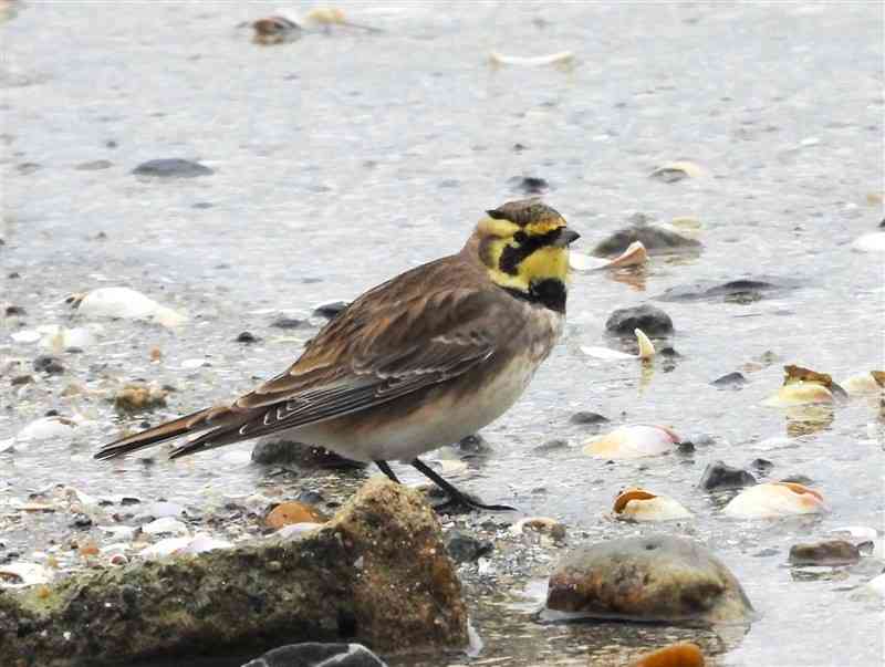 荒尾市の海岸に飛来したハマヒバリ＝11月26日（鳴海末信さん提供）