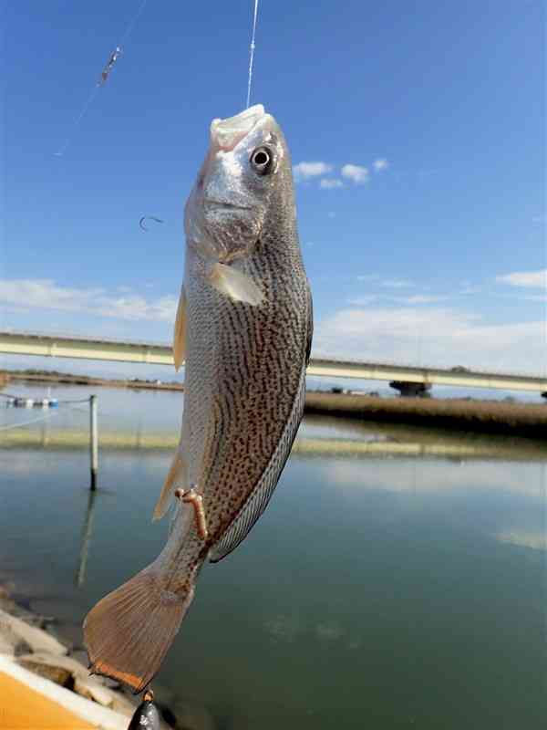 緑川河口で釣れたコイチ＝熊本市南区