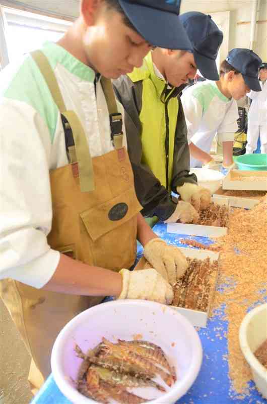 クルマエビを丁寧に箱詰めする天草拓心高マリン校舎の生徒たち＝5日、苓北町