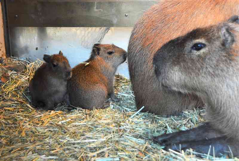 今冬に誕生し、両親の元で暮らすカピバラの赤ちゃん＝10日、阿蘇市