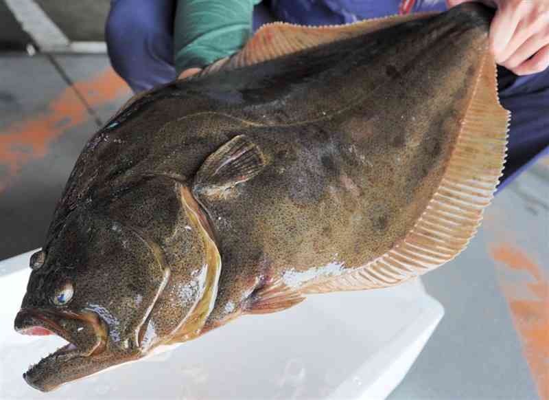 脂乗る寒ビラメ、刺し身や煮付けに【ただいま入荷中＠九州中央魚市】